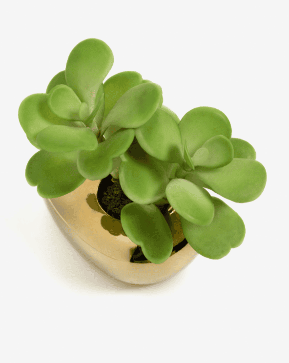 Adenum obesum2
